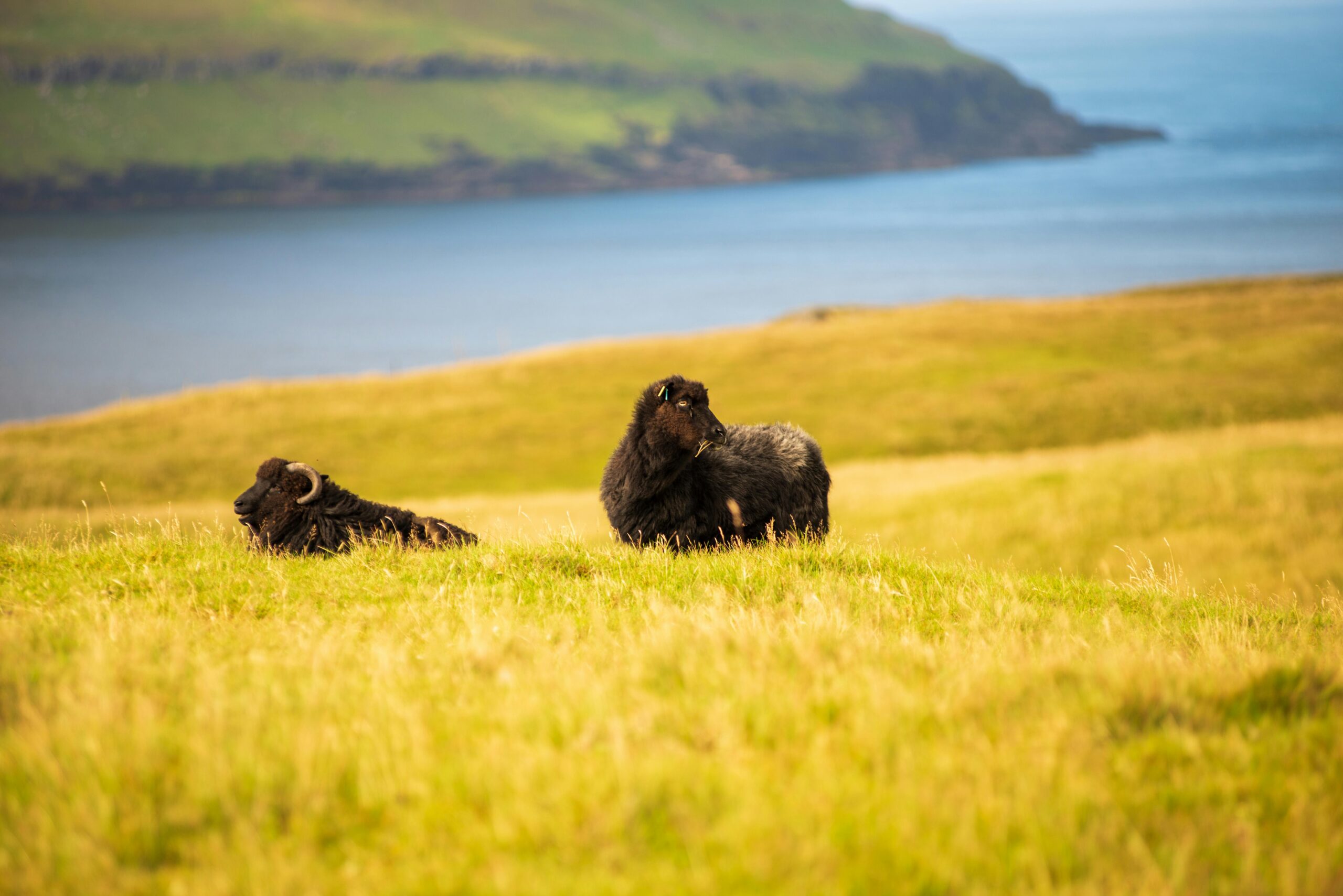 pexels-speedbird--one-7530688
